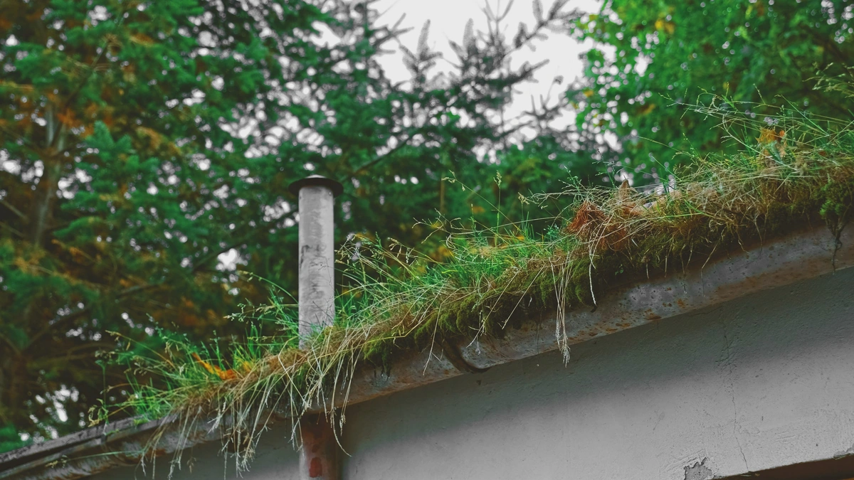 Neglected house gutters with moss and plant growth in it